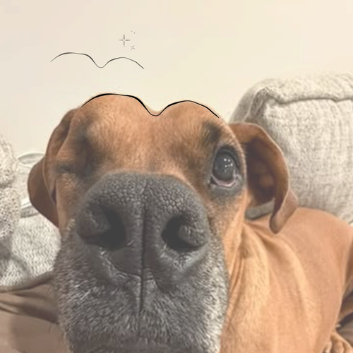 Close-up photo of a dog with a black line tracing the unique curve of its head to create custom mountain line art with stars. Meaningful line art exclusive to Atelier By DSGN.