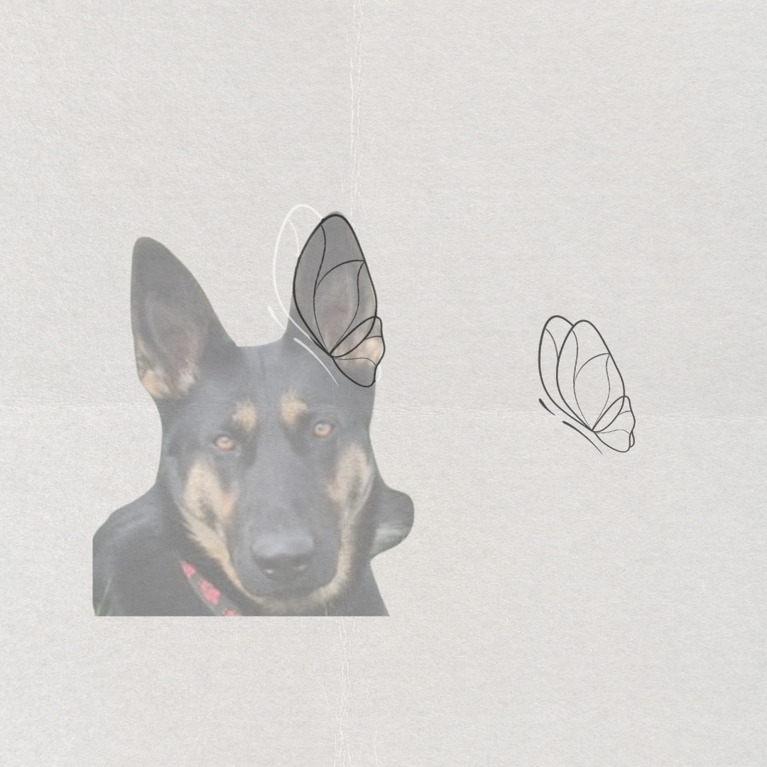 A German Shepherd dog portrait with a butterfly graphic overlay on its ear, which is our custom pet feature butterfly artwork shown on a light textured background alongside a simple line drawing of a butterfly.  Meaningful designs from Atelier By DSGN