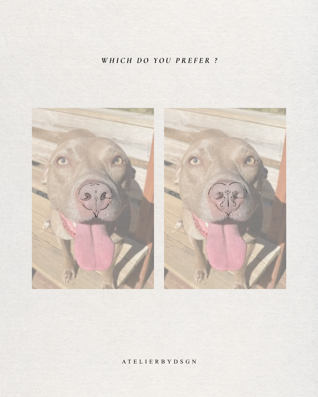 A minimalist art print featuring two side-by-side portraits of a pitbull-type dog with a heart-shaped nose drawn on each photo. The print is set on a textured off-white background with the text 'WHICH DO YOU PREFER ?' at the top and 'ATELIERBYDSGN' at the bottom.  This is the custom ornamental pet artwork outlining a loved feature of your beloved pet.  Meaningful artwork from Atelier By DSGN.