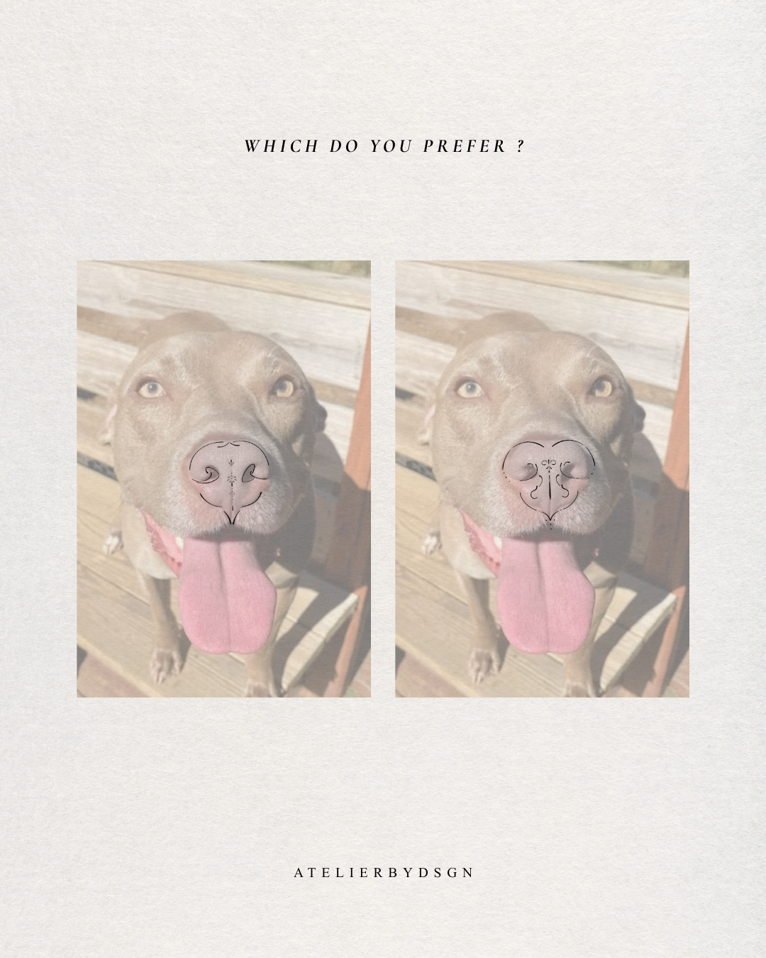 A minimalist art print featuring two side-by-side portraits of a pitbull-type dog with a heart-shaped nose drawn on each photo. The print is set on a textured off-white background with the text 'WHICH DO YOU PREFER ?' at the top and 'ATELIERBYDSGN' at the bottom.  This is the custom ornamental pet artwork outlining a loved feature of your beloved pet.  Meaningful artwork from Atelier By DSGN.
