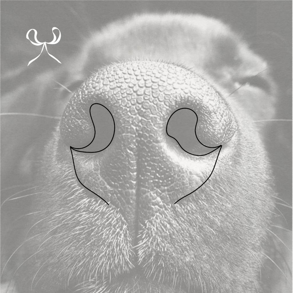 Pet nose bow created in fineline design.  Meaningful pet art from Atelier By DSGN.