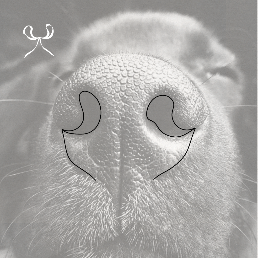 Pet nose bow created in fineline design.  Meaningful pet art from Atelier By DSGN.