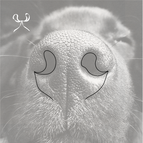 Pet nose bow created in fineline design.  Meaningful pet art from Atelier By DSGN.