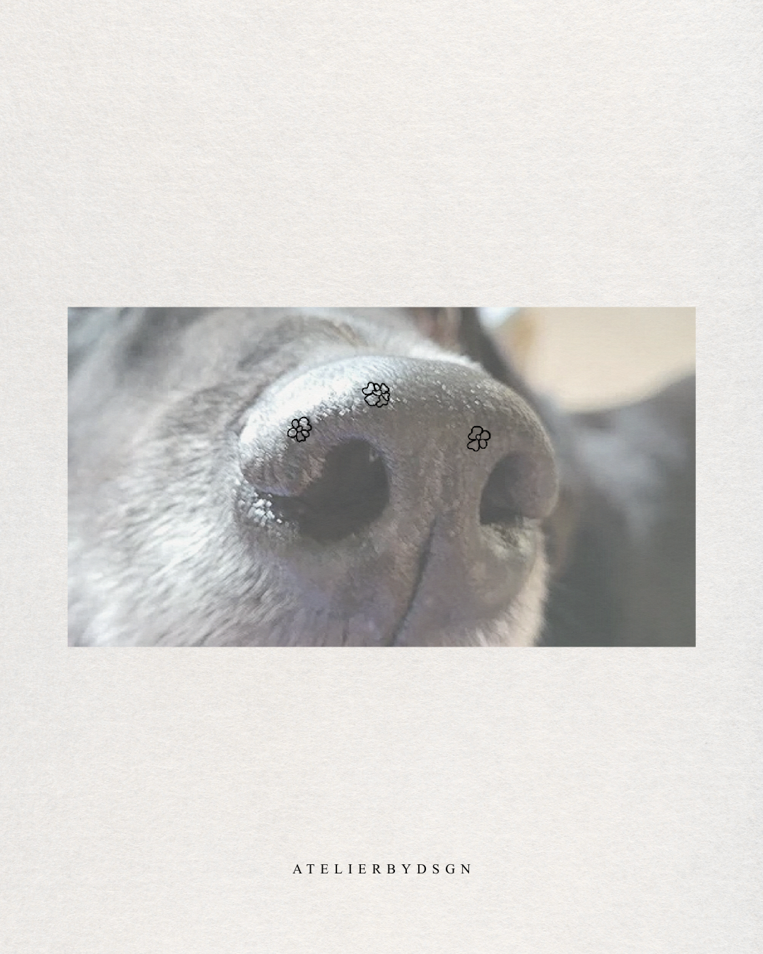 An image featuring a close-up photograph of a dog's nose with small black  custom pet flower design markings, centered on a warm off-white textured background.  Custom meaningful pet artwork from Atelier By DSGN.