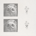 A product presentation showing a set of tattoo designs for a dog's nose. The left side displays a close-up of a dog's nose with two sets of custom designs applied: small flowers on the bridge and crescent moon shapes that form a bow on the nostrils.  Meaningful art from Atelier By DSGN.