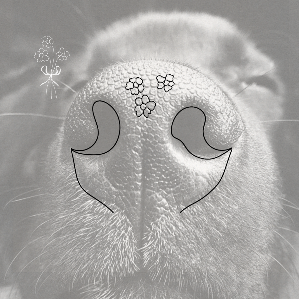 Black and white close-up of a dog's nose with hand-drawn black outlines marking the nostril openings, these two  drawings combine to create a floral bouquet of your dog's features.  The small flower bouquet is shown above the nose and a small floral line drawing in the upper left to show how the finished artwork looks.  Meaningful art from Atelier By DSGN.