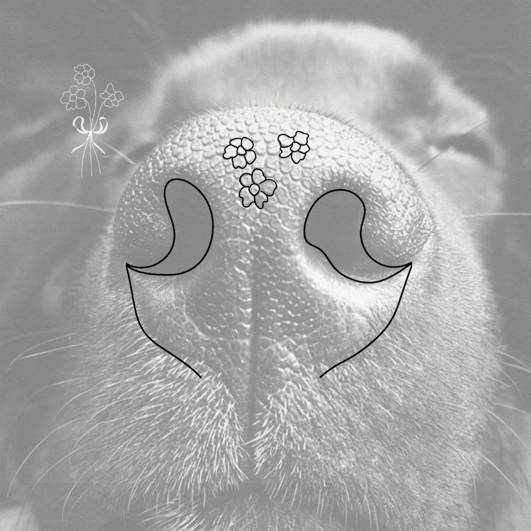Black and white close-up of a dog's nose with hand-drawn black outlines marking the nostril openings, these two  drawings combine to create a floral bouquet of your dog's features.  The small flower bouquet is shown above the nose and a small floral line drawing in the upper left to show how the finished artwork looks.  Meaningful art from Atelier By DSGN.