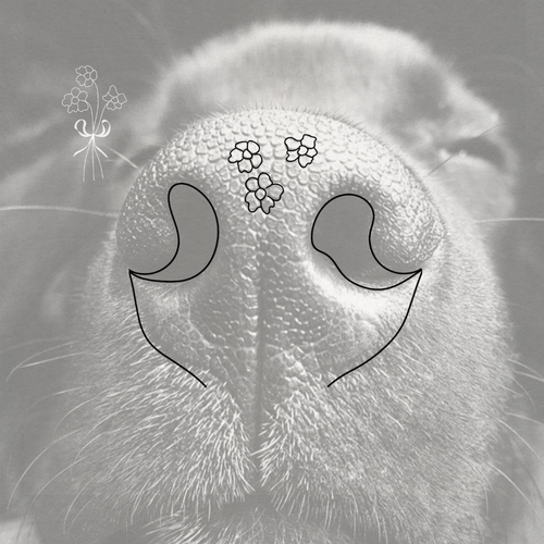 Black and white close-up of a dog's nose with hand-drawn black outlines marking the nostril openings, these two  drawings combine to create a floral bouquet of your dog's features.  The small flower bouquet is shown above the nose and a small floral line drawing in the upper left to show how the finished artwork looks.  Meaningful art from Atelier By DSGN.